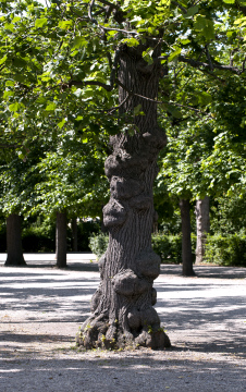 Tree Trunk With Bumps