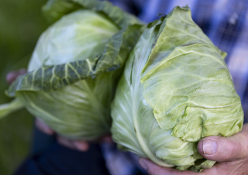 Cabbage in the hands of the farmer