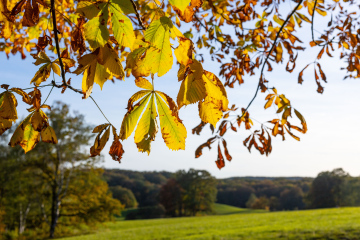 Chestnut leaves and autumn landscape