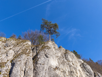 Lonely pine on limestone rocks
