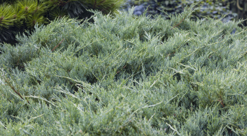 Juniper A creeping, low coniferous shrub