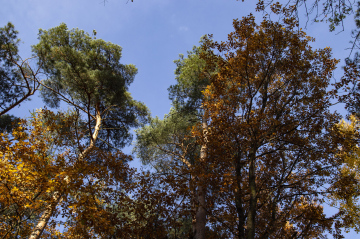 Crowns of trees in a mixed forest