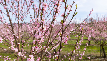 Flowering apricot and peach trees in the orchard