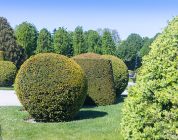 Cut Shrubs in the Park