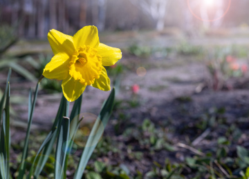 Daffodil in the Garden