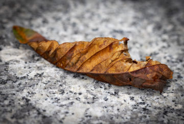 Withered Leaf on a Granite Surface