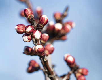 Flower buds on the branches of bushes