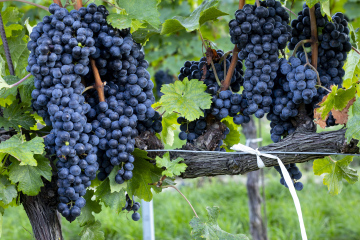 Dark Wine Grapes