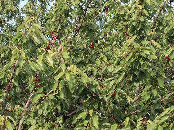 Sweet cherries on the tree