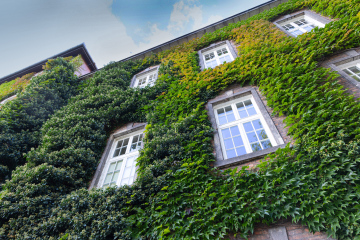 The building is covered with ivy and vines