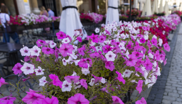 Hanging Flowers in Cafe Gardens