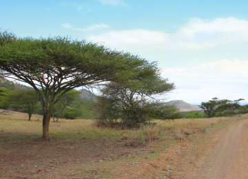 African savanna