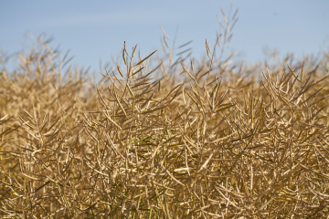 Rape Ready For Harvest