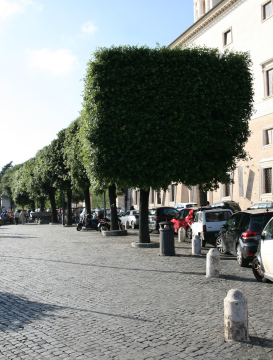 Street With Formed Trees