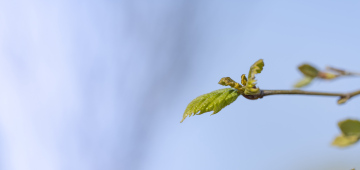 Young Leaves on the Tree, Spring