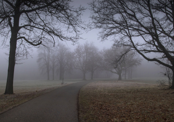 Old Park in the Mist