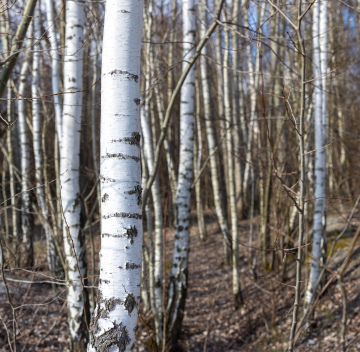Białe Pnie Brzóz w Lesie