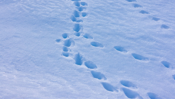 Traces in the Snow