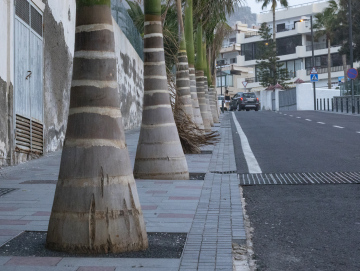 Street with Palm Trunks