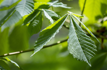Chestnut leaves