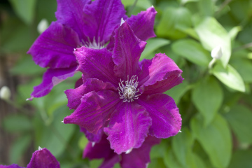 clematis