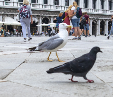 Seagull, pigeon and tourists visiting the city, break for photography