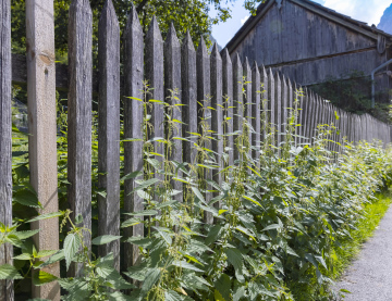 Nettles by a wooden fence. Old property.