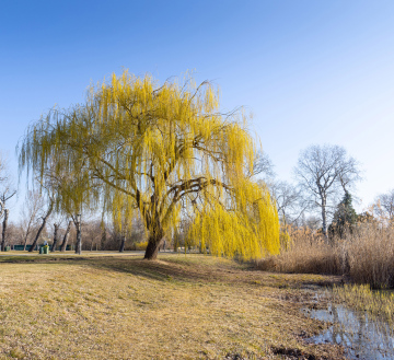 Weeping willow in the park