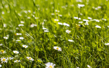 Meadow With White Daisies