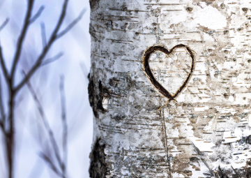 A heart cut from the bark of a tree. Birch