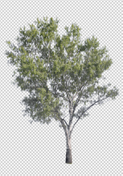 A deciduous tree with the background cut out
