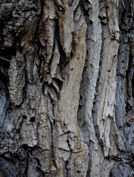 Bark On An Old Tree