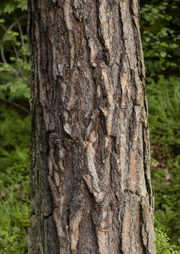 Pine trunk