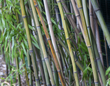 Bamboo shoots in the garden