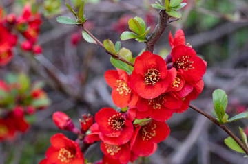Blooming Quince