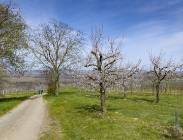 Blooming Apricot Trees and a dirt road in the countryside