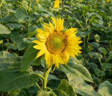 Sunflower In Crop