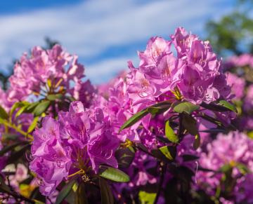 Pink Rhododendron stock photo