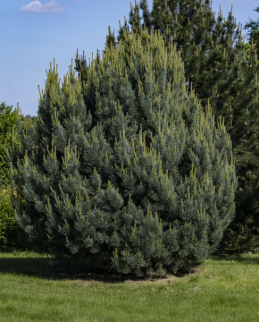Thick Pine variety