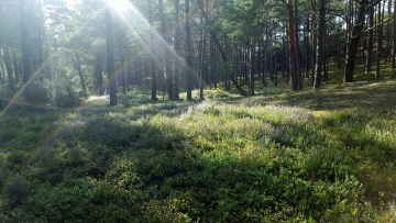 Heathers On Forest Glade