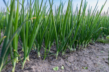 Onion cultivation