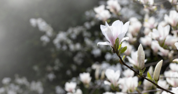 Blooming Magnolia, high resolution image