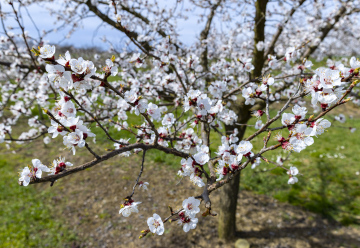 Fruit Trees Blooming in the Orchard