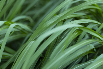 Tall, fine grass