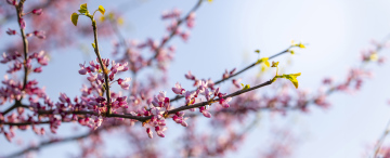 Spring, a branch of a bush with pink flowers