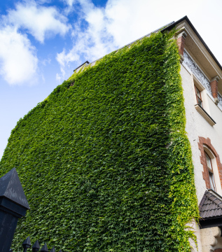 The wall of the building is covered with virgin ivy