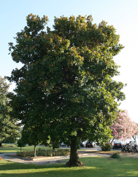 A tree in Mediterranean climate