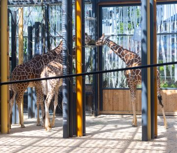 Giraffes in the Vienna Zoo