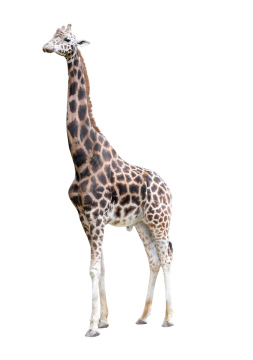 Giraffe On White Background