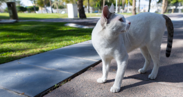 White Cat in the Park